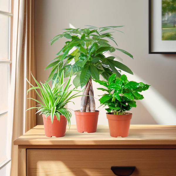 Plante D'Intérieur - 🐾 Coffret – Plantes Pet'S Friendly - Image 3