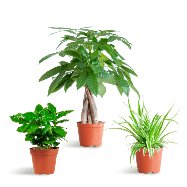 Plante D'Intérieur - 🐾 Coffret – Plantes Pet'S Friendly - Image 4