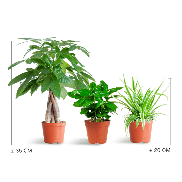 Plante D'Intérieur - 🐾 Coffret – Plantes Pet'S Friendly - Image 5