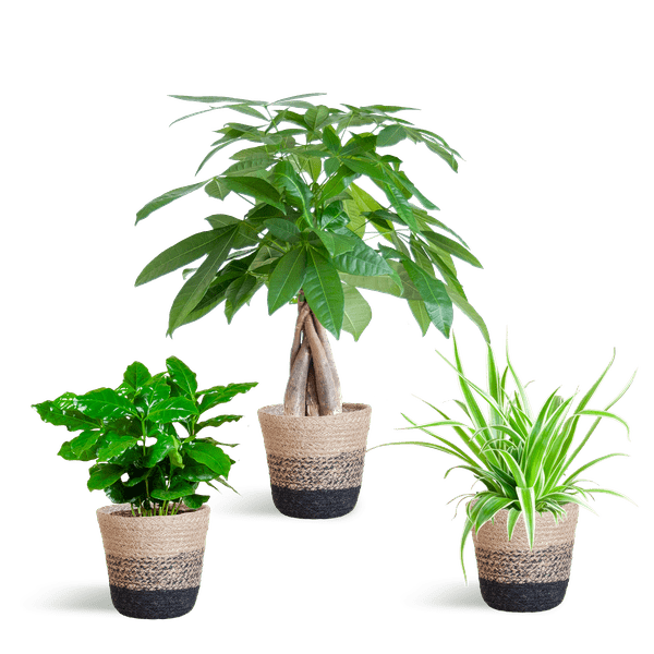 Plante D'Intérieur - 🐾 Coffret – Plantes Pet'S Friendly - Image 6