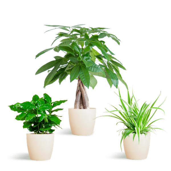 Plante D'Intérieur - 🐾 Coffret – Plantes Pet'S Friendly - Image 7