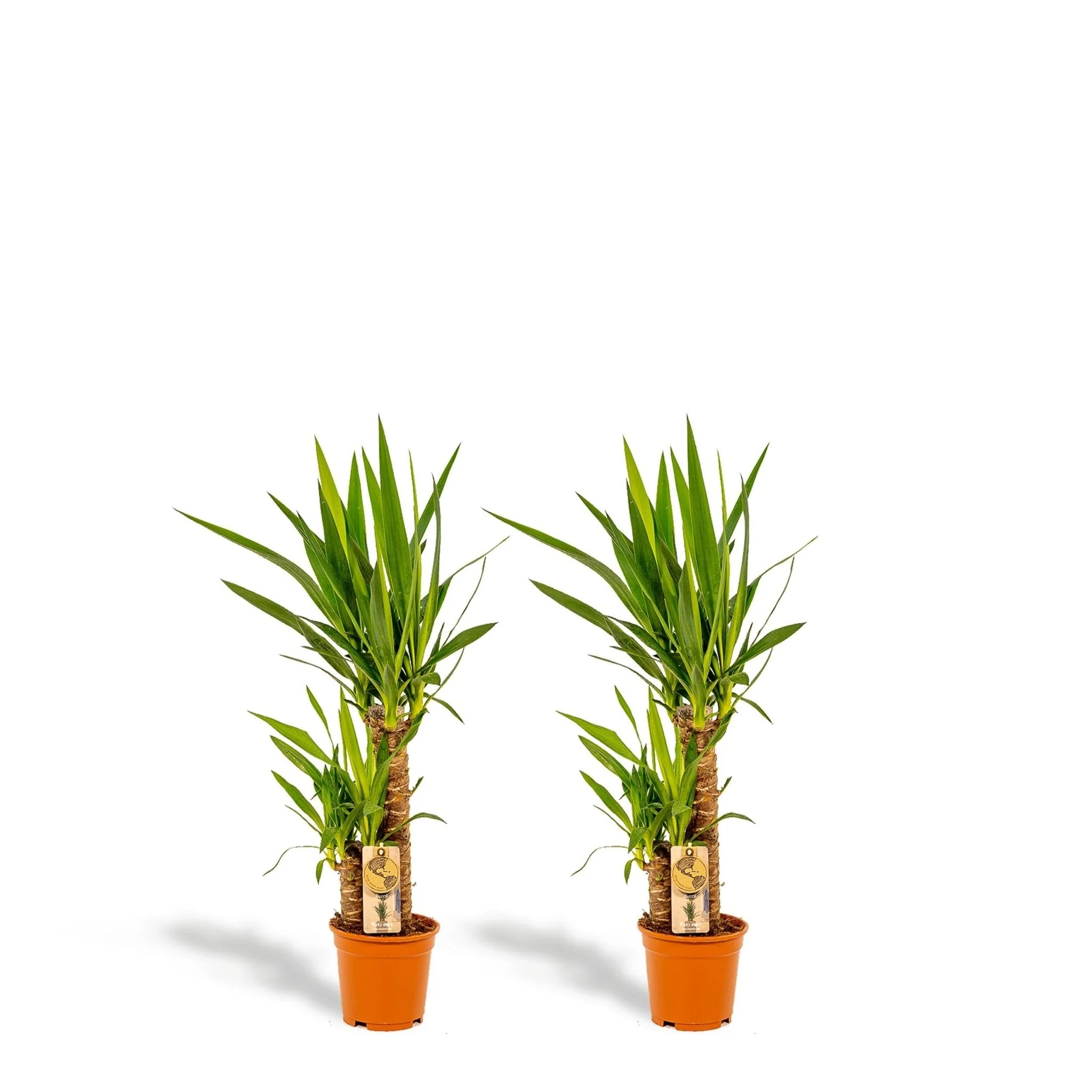 Plante D'Intérieur - Coffret Yucca - Lot De 2 Plantes, H90Cm - Image 3