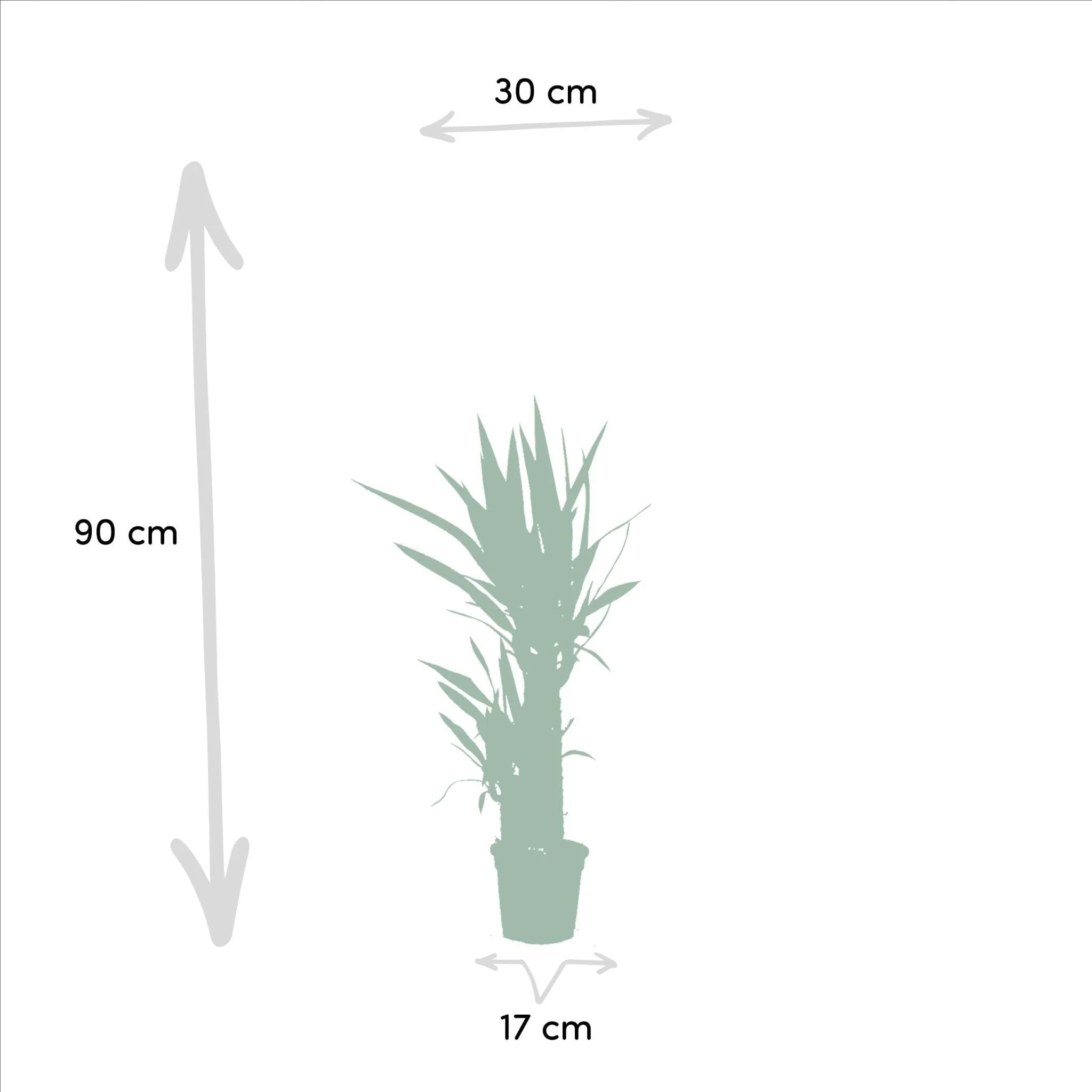Plante D'Intérieur - Coffret Yucca - Lot De 2 Plantes, H90Cm - Image 5