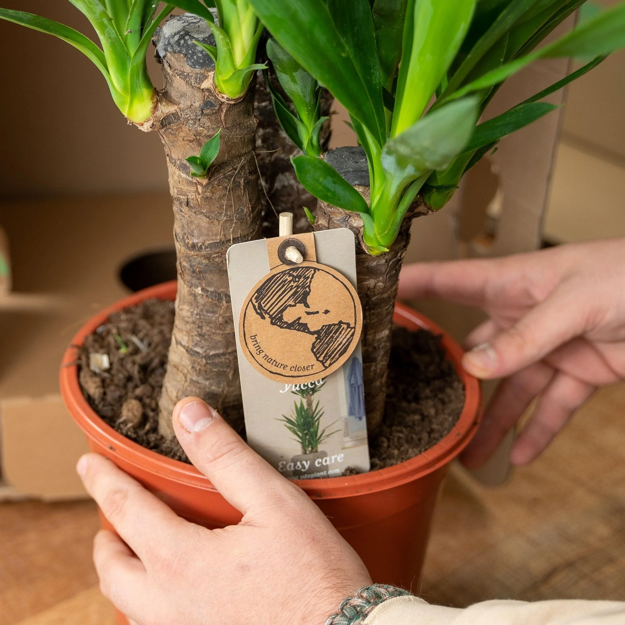 Plante D'Intérieur - Coffret Yucca - Lot De 2 Plantes, H90Cm - Image 6