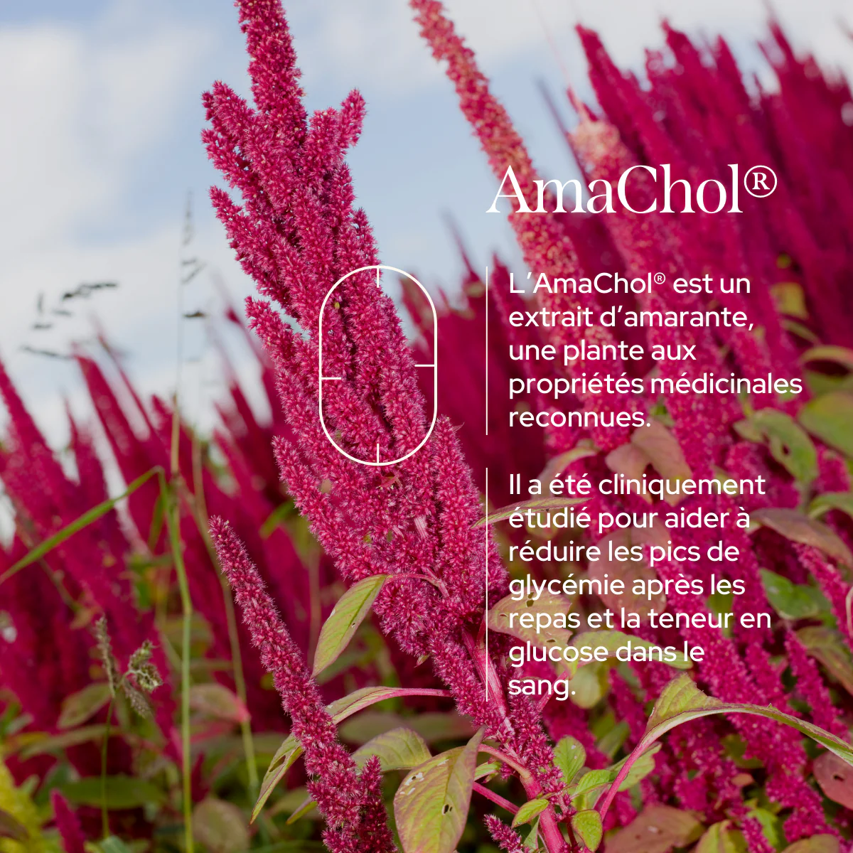 Cure Contrôle Glycémie - Image 4