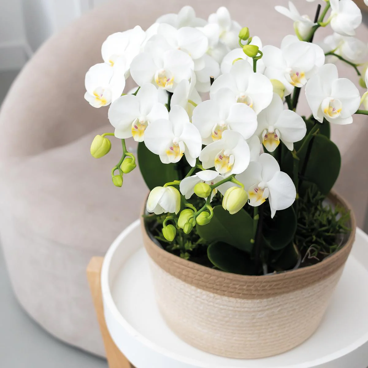 Plante D'Intérieur - Panier En Coton Avec 3 Orchidées Blanches Et Arrosage Intégré - Image 4