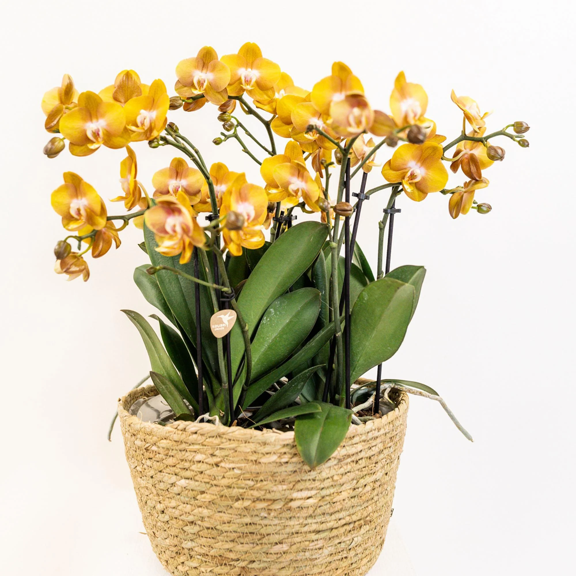 Plante D'Intérieur - Panier En Osier Avec 3 Orchidées Orange Et Réservoir D'Eau Intégré - Image 3