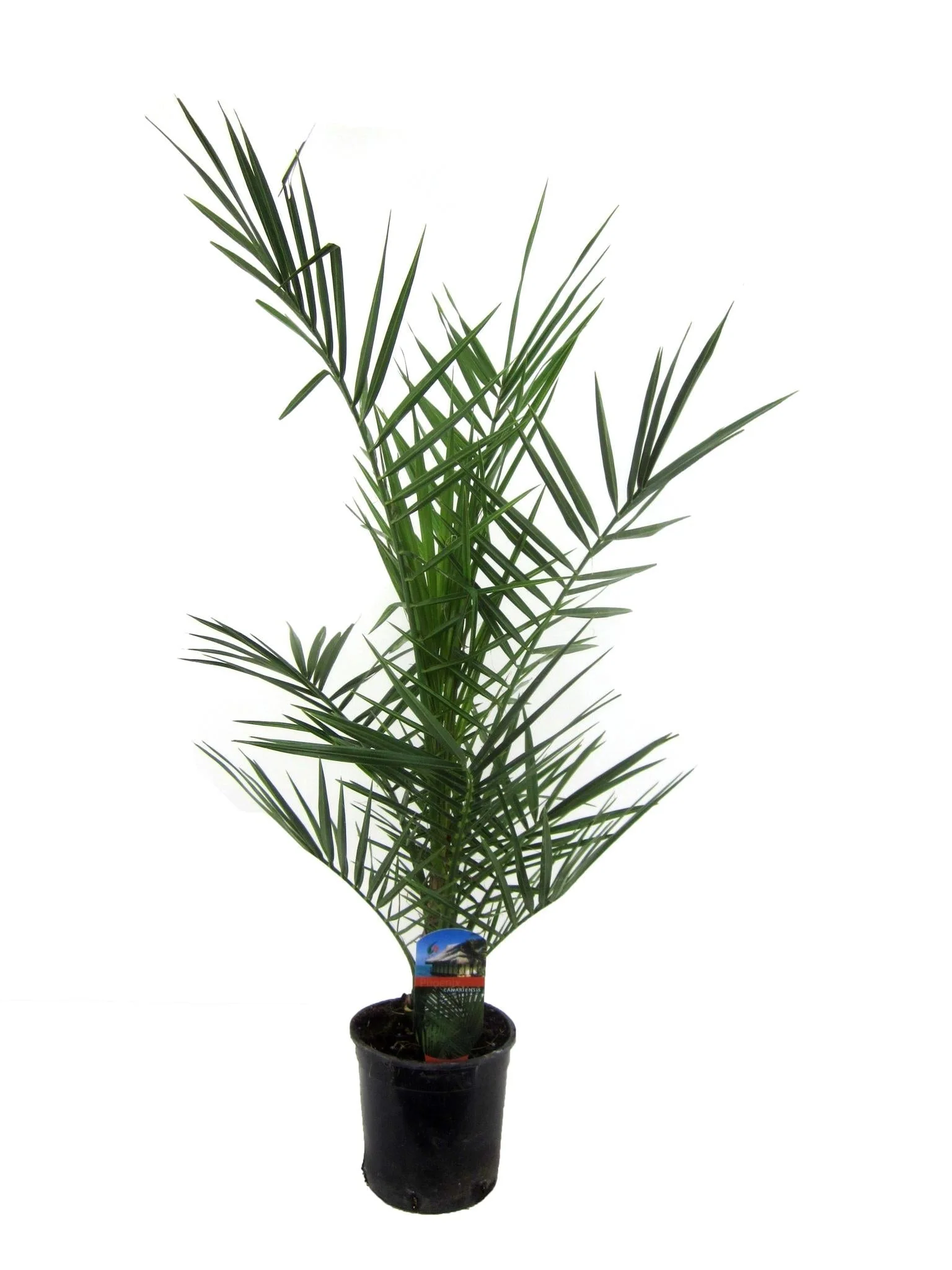 Plante D'Intérieur - Phoenix Canariensis - Image 3