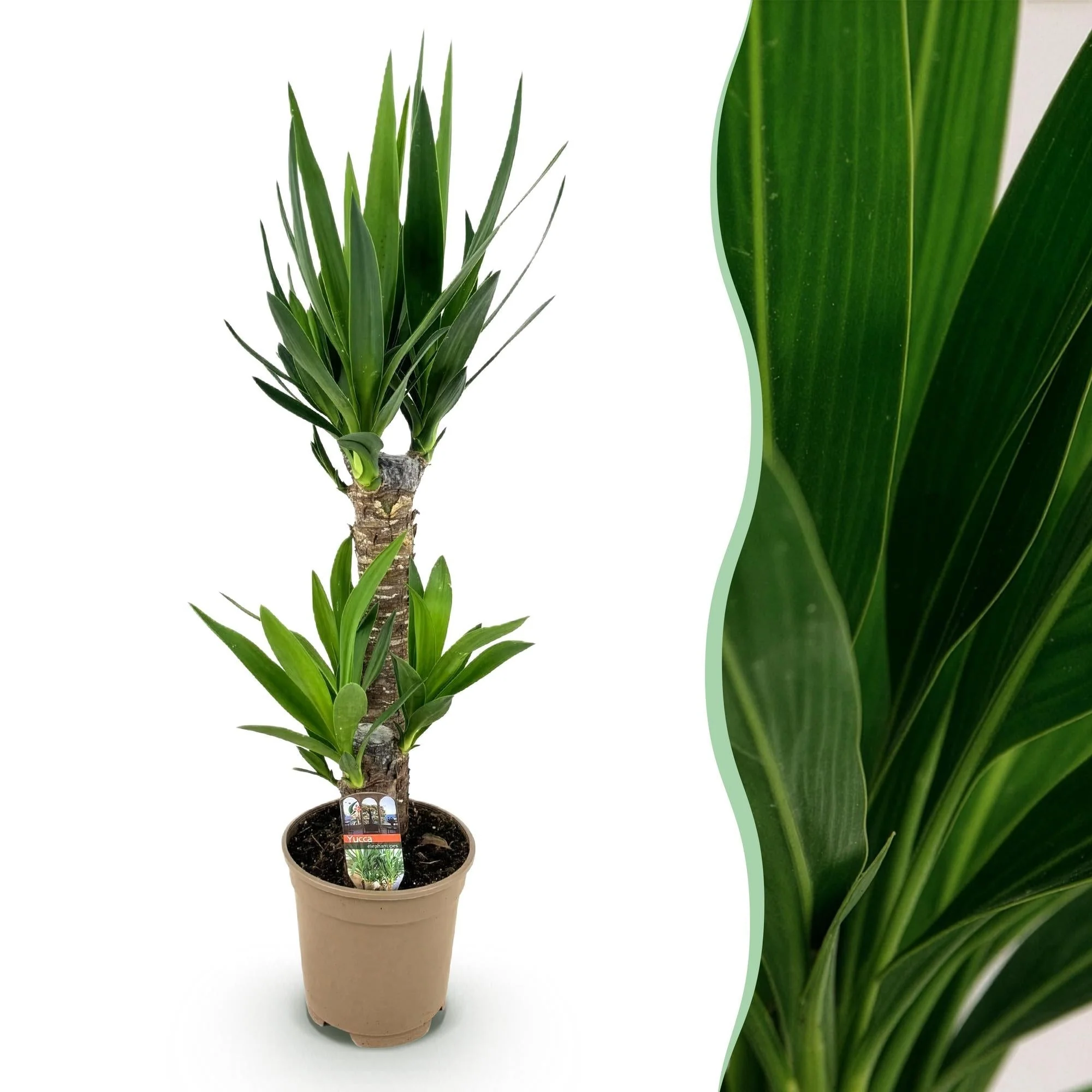 Plante D'Intérieur - Yucca Elephantipes - Image 3