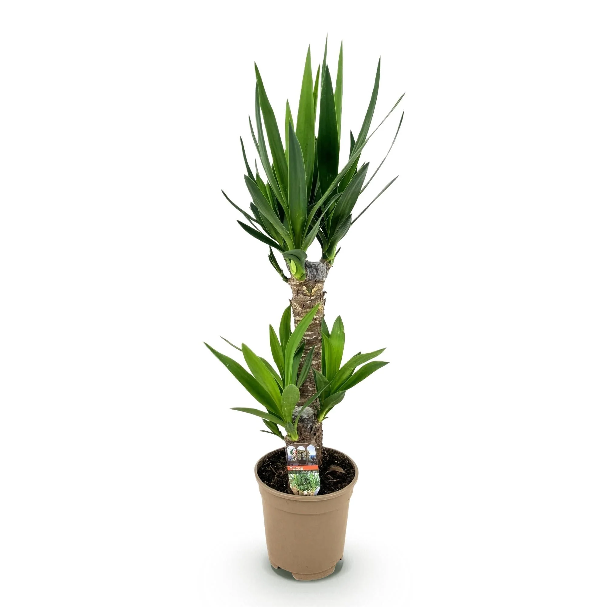 Plante D'Intérieur - Yucca Elephantipes - Image 4