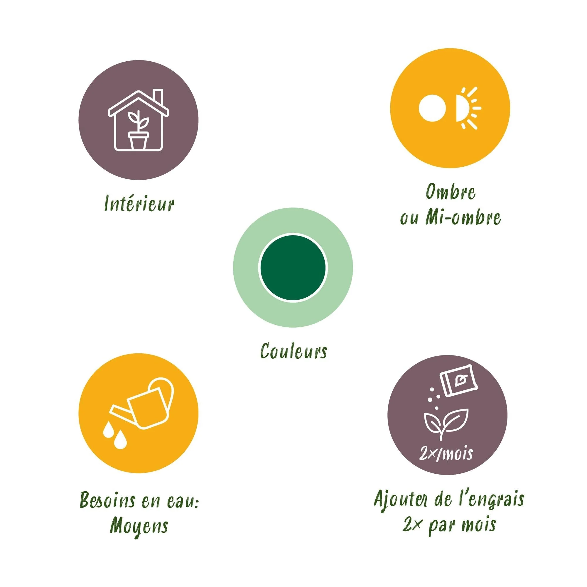 Plante D'Intérieur - Yucca Elephantipes - Image 6