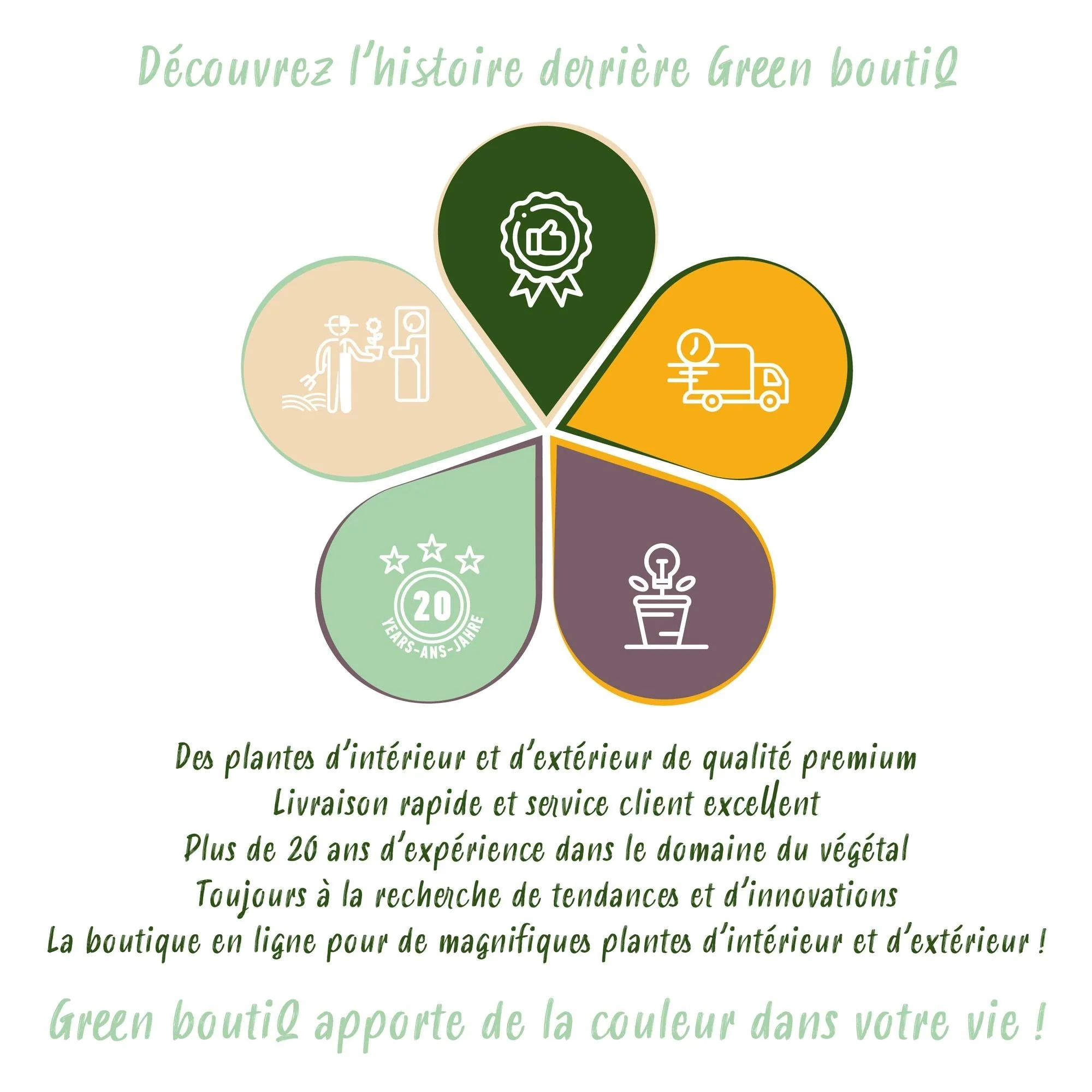 Plante D'Intérieur - Yucca Elephantipes - Image 7