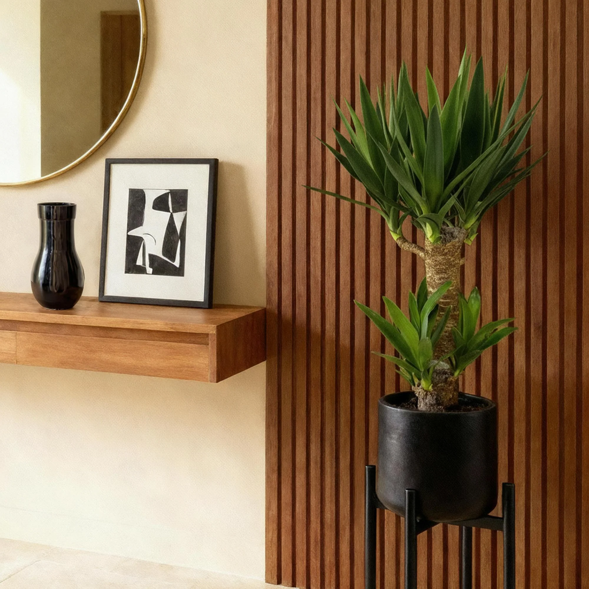 Plante D'Intérieur - Yucca Elephantipes - Image 8