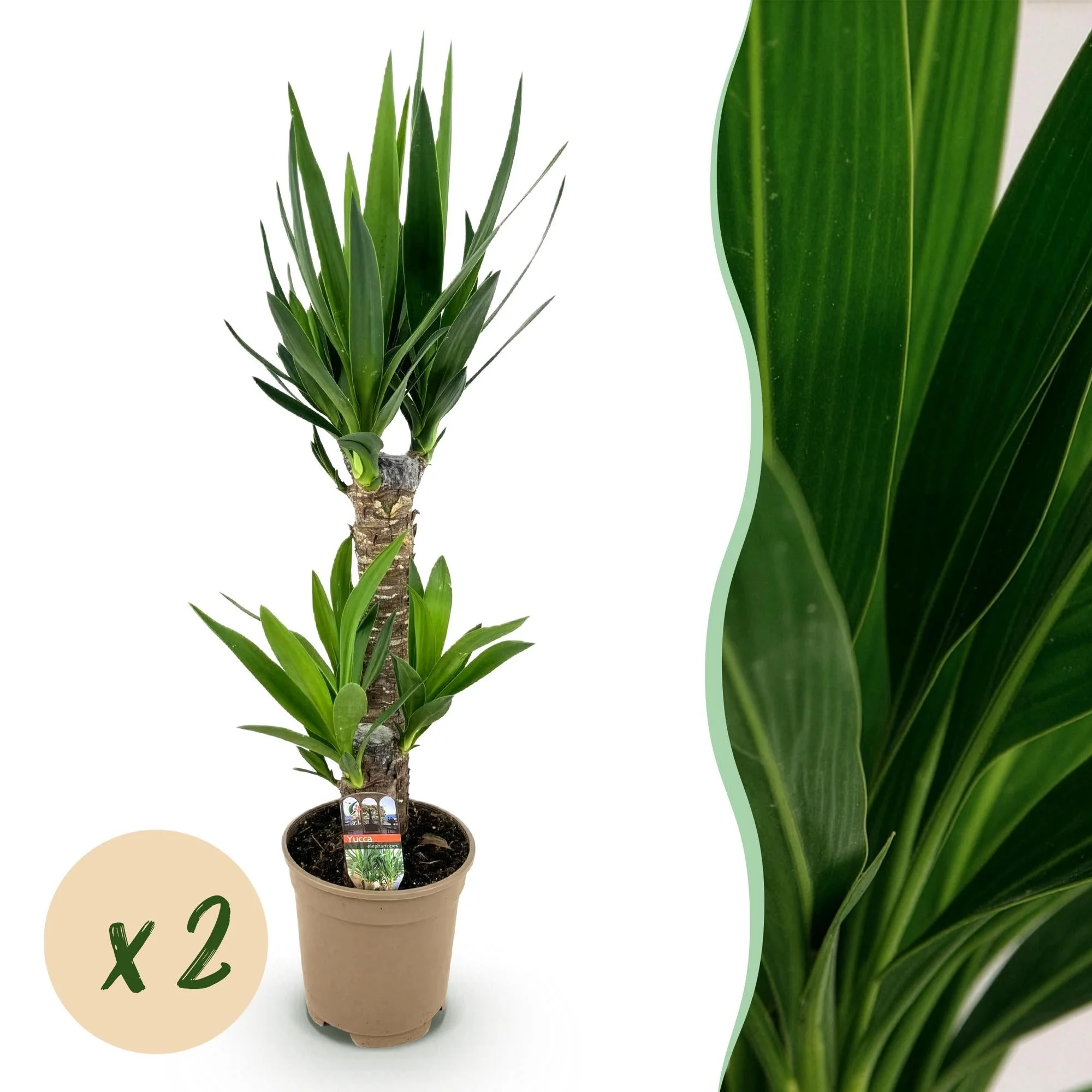 Plante D'Intérieur - Yucca Elephantipes - Image 9